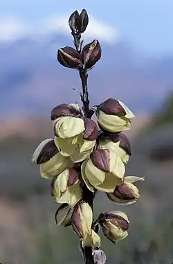 Simple inflorescence on Narrowleaf yucca