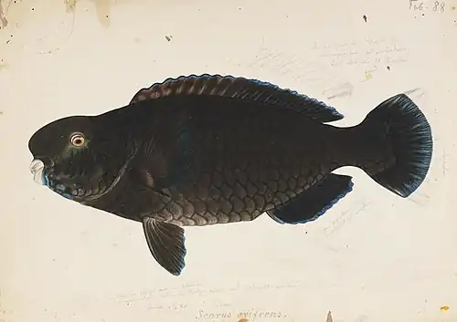 19th century water colour painting