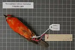 Preserved dead bird with tags