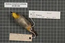 Species specimen