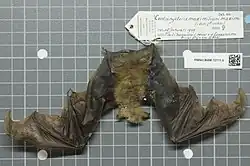 Brown bat