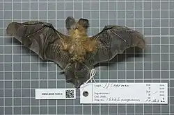 Brown bat