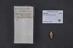 Museum specimen of Pseudonebularia maesta labelled with the no longer accepted name Mitra maesta