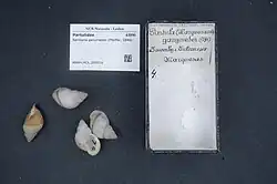 Several shells Samoana ganymedes, common name the "Polynesian tree snail," with labels in a museum case.