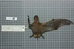 Preserved brown bat