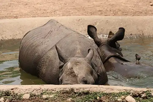 Indian rhinoceros