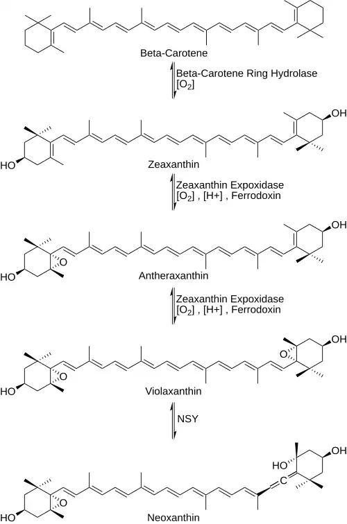 Neoxanthin synthesis