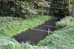 A small river surrounded by greenery, with trees on the far side