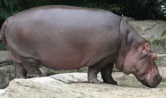 Hippopotamus