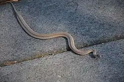 Dekay's brownsnake (Storeria dekayi)