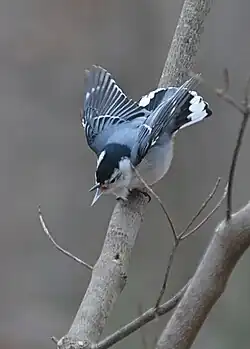 In a threatening position