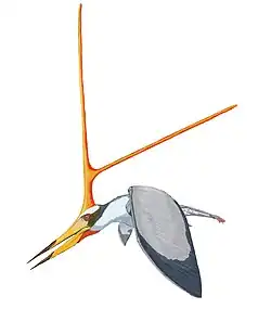 Nyctosaurus gracilis