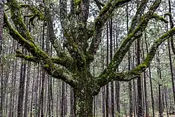 An epiphyte covered oak tree surrounded by pine trees