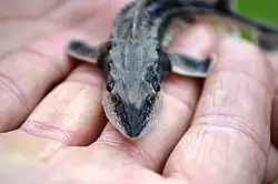A very young juvenile lake sturgeon