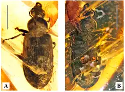 Holotype specimen of Omma janetae from the Mid-Cretaceous Burmese amber of Myanmar, dating to around 100 million years ago