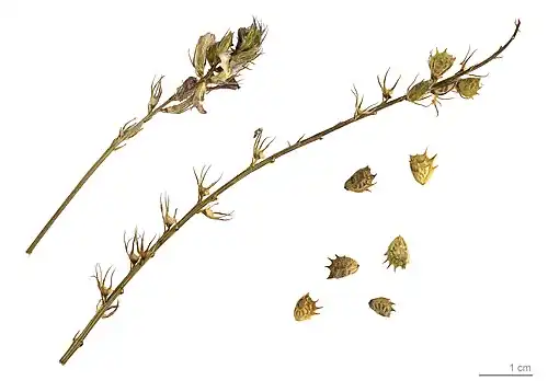 Onobrychis argentea - MHNT