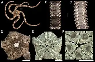Ophioderma panamensis