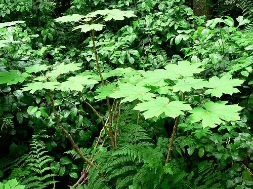 Large leaves on the top of stems