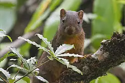 Brown squirrel