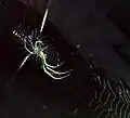 Orchard orbweaver (Leucauge venusta) in orb style web