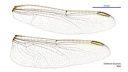 Male wings