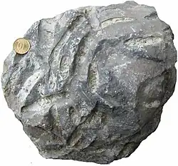 Osprioneides borings in a Silurian stromatoporoid from Saaremaa, Estonia.[14]