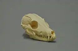 The skull of a bat-eared fox on a grey background