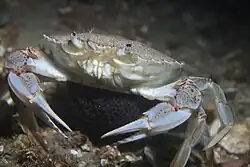 Frontal view of Ovalipes catharus walking on the seabed or potentially resting on a dark-coloured rock. The chelipeds, mouthparts, eyestalks, antennae, walking legs, and some of the dorsal carapace are visible. Fine, white hairs line the area directly underneath the lateral teeth. Fine hairs in the orbits and above the mouth are a sandy brown colour. The bottoms of the eyes are covered in sand.