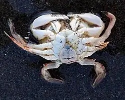 Ventral view of Ovalipes catharus in a shallow puddle on top of dark sand. The crab is ostensibly dead and covered in sand particles. The abdomen and all 10 legs are visible; the abdomen and underside of the chelipeds and walking legs are a bright white.