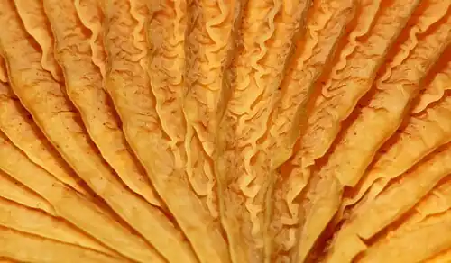 Close-up of the "crimped" gills