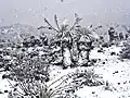 Snow in Mérida