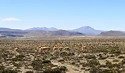 Herd of vicuñas grazing in high-altitude puna grasslands