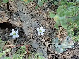 Dentella minutissima