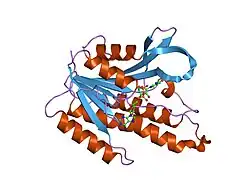 1dhr: CRYSTAL STRUCTURE OF RAT LIVER DIHYDROPTERIDINE REDUCTASE