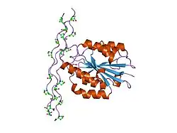 1dzi: INTEGRIN ALPHA2 I DOMAIN / COLLAGEN COMPLEX