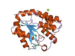 1e2q: HUMAN THYMIDYLATE KINASE COMPLEXED WITH TP5A AND A MAGNESIUM-ION