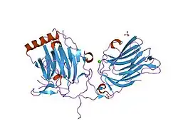 1h30: C-TERMINAL LG DOMAIN PAIR OF HUMAN GAS6