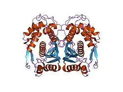 1hzw: CRYSTAL STRUCTURE OF HUMAN THYMIDYLATE SYNTHASE