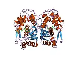 1i00: CRYSTAL STRUCTURE OF HUMAN THYMIDYLATE SYNTHASE, TERNARY COMPLEX WITH DUMP AND TOMUDEX