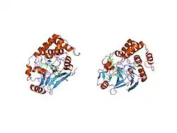 1it6: CRYSTAL STRUCTURE OF THE COMPLEX BETWEEN CALYCULIN A AND THE CATALYTIC SUBUNIT OF PROTEIN PHOSPHATASE 1