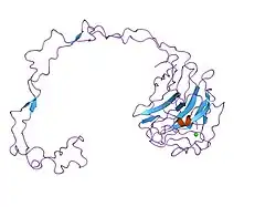 1jhn: Crystal Structure of the Lumenal Domain of Calnexin