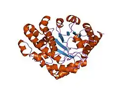 1jpi: Phe232Leu mutant of human UROD, human uroporphyrinogen III decarboxylase