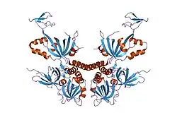 1l1o: Structure of the human Replication Protein A (RPA) trimerization core