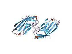 1ncn: the receptor-binding domain of human B7-2