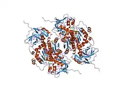 1pl8: human SDH/NAD+ complex