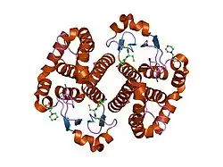 1px6: A folding mutant of human class pi glutathione transferase, created by mutating aspartate 153 of the wild-type protein to asparagine