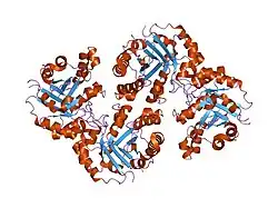 1r2s: CRYSTAL STRUCTURE OF RABBIT MUSCLE TRIOSEPHOSPHATE ISOMERASE