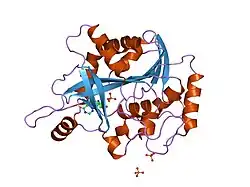 1rr6: Structure of human purine nucleoside phosphorylase in complex with Immucillin-H and phosphate