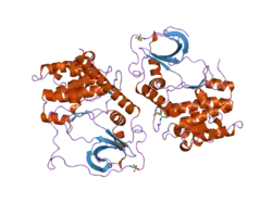 1syk: Crystal structure of E230Q mutant of cAMP-dependent protein kinase reveals unexpected apoenzyme conformation