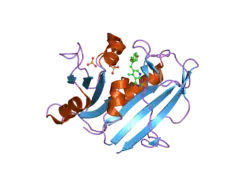 1u71: Understanding the Role of Leu22 Variants in Methotrexate Resistance: Comparison of Wild-type and Leu22Arg Variant Mouse and Human Dihydrofolate Reductase Ternary Crystal Complexes with Methotrexate and NADPH